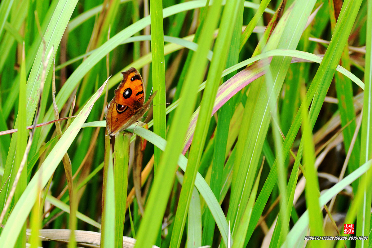 蝶（8p）【2015.10.20.】