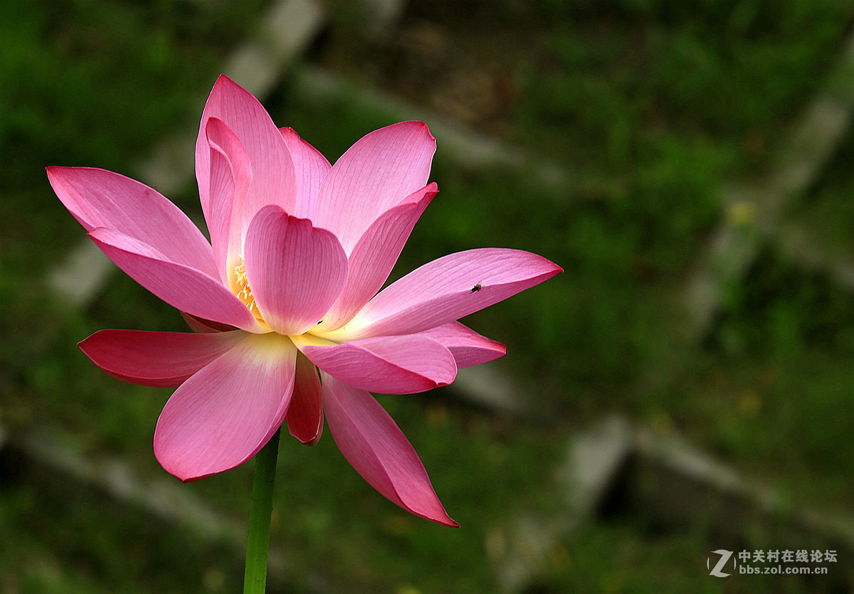 一组【夏荷】交流学习       祝贵坛红火兴旺