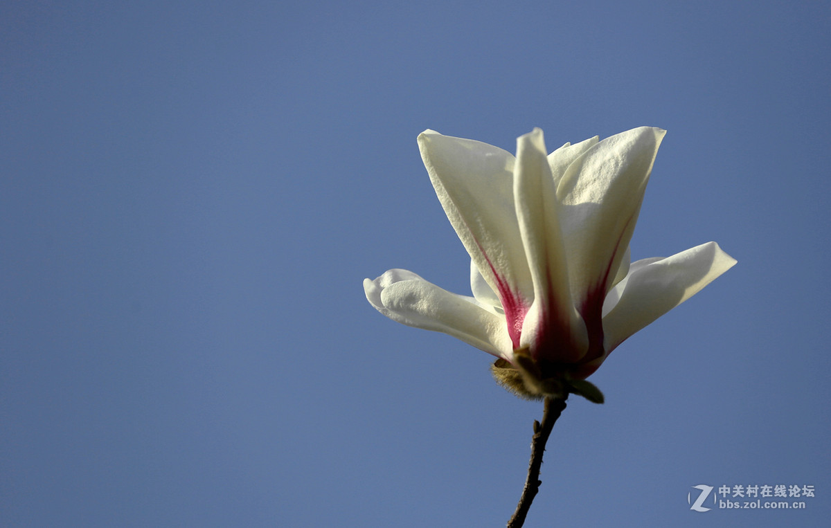 【玉兰花】