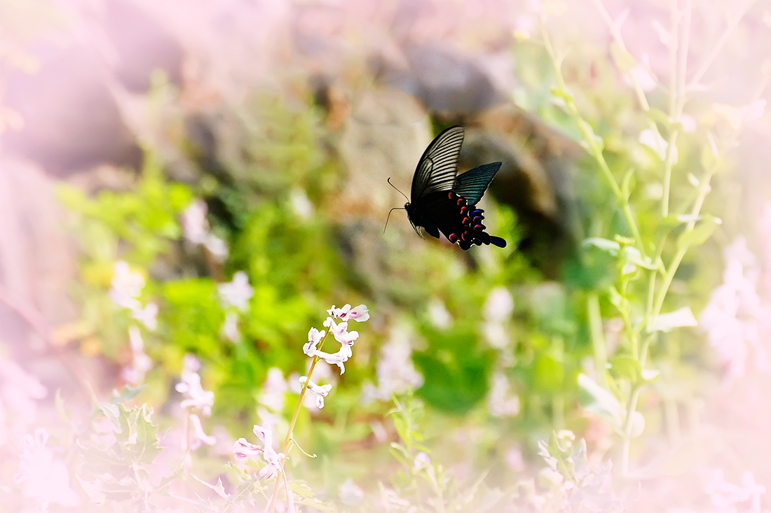 春之歌_______花间蝶