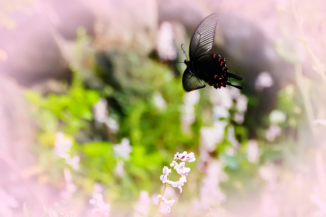 春之歌_______花间蝶