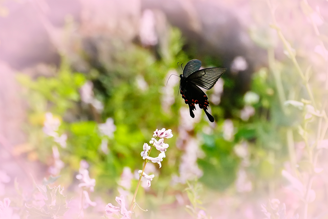 春之歌_______花间蝶