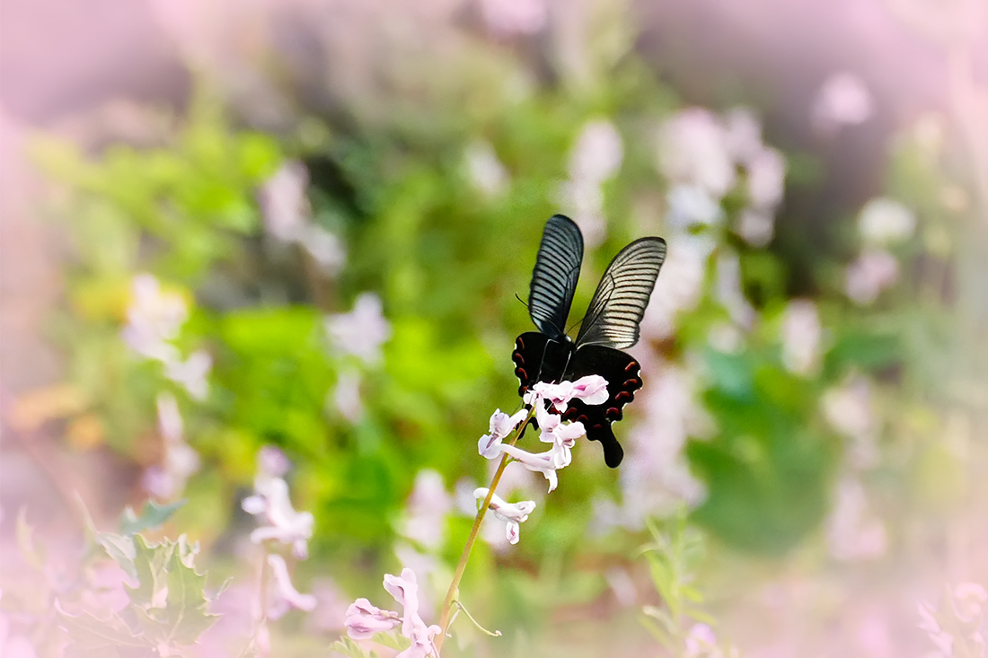 春之歌_______花间蝶