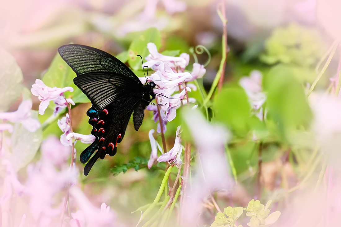 春之歌_______花间蝶