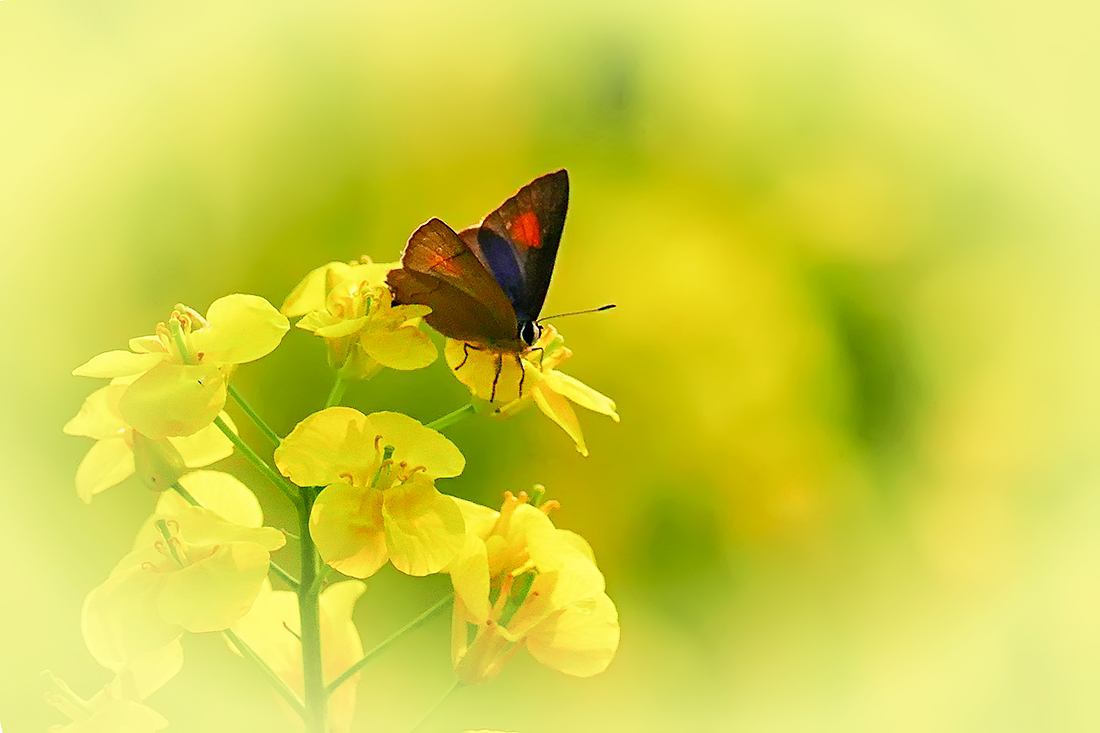 春之歌_______花间蝶