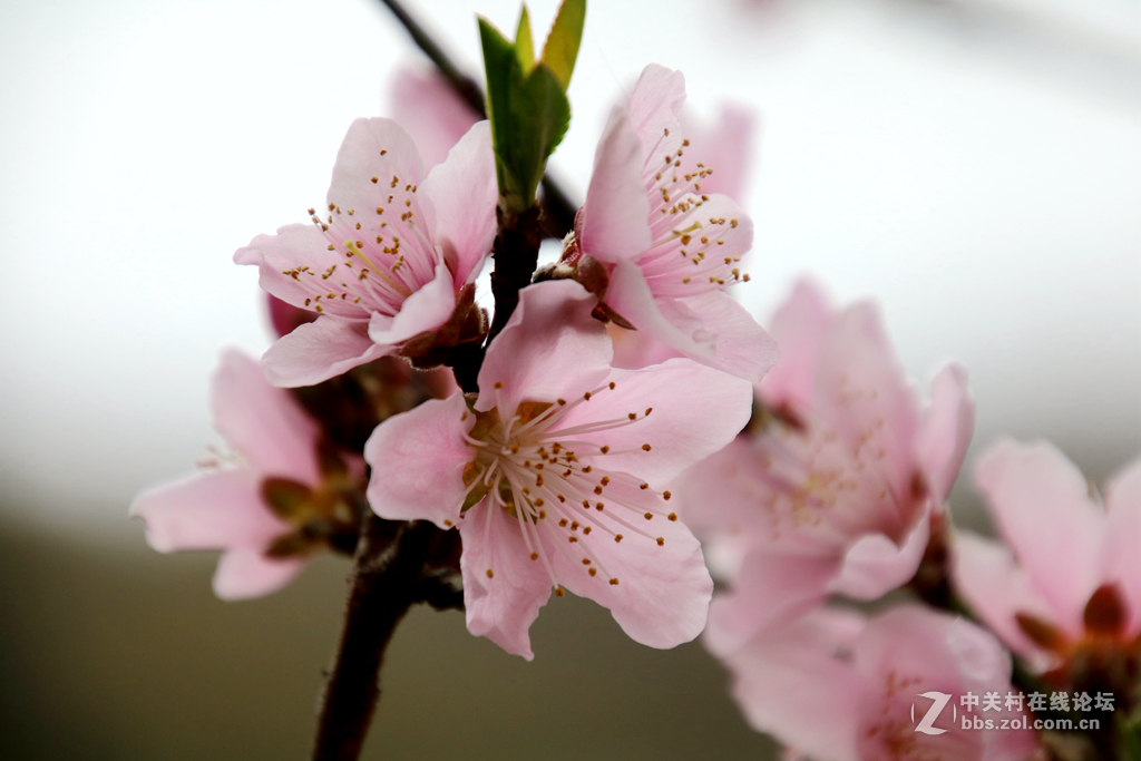 金银铜铁鼋头渚，拍一拍~