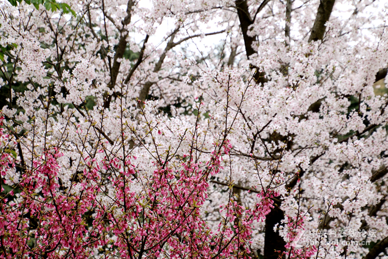 金银铜铁鼋头渚，拍一拍~