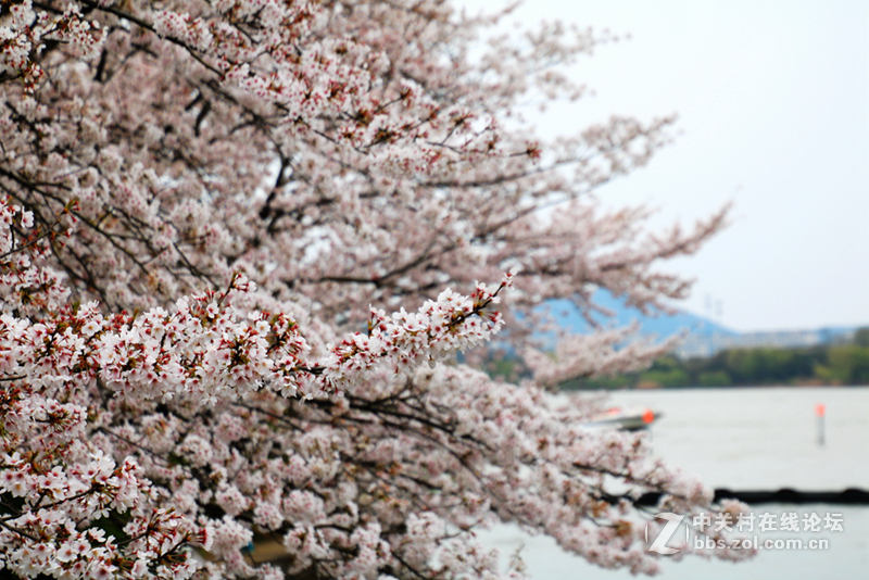 金银铜铁鼋头渚，拍一拍~