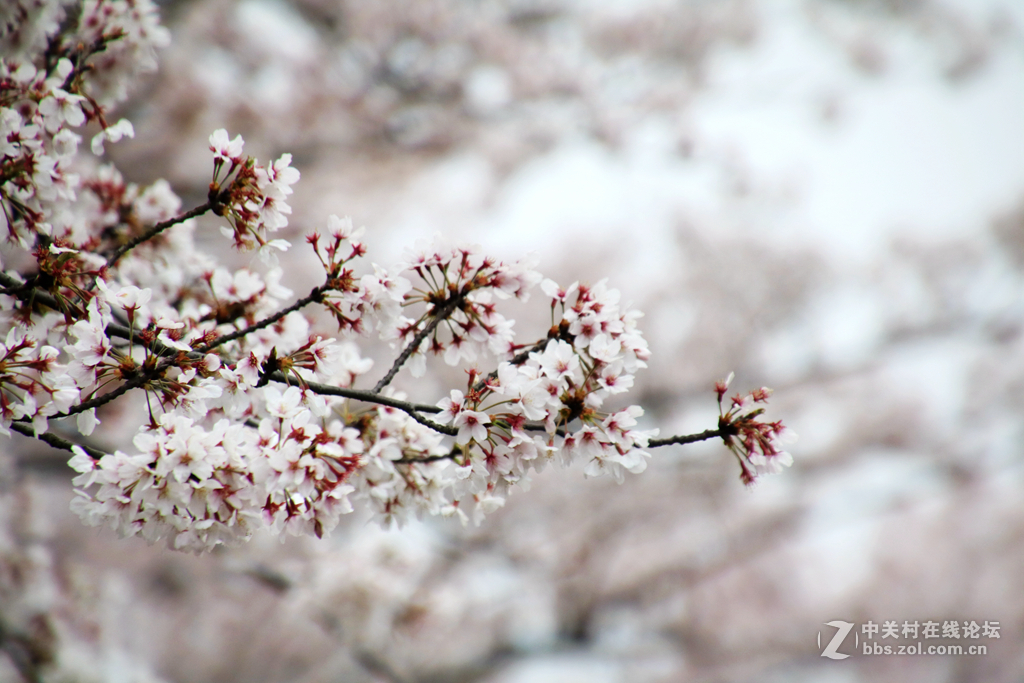 金银铜铁鼋头渚，拍一拍~