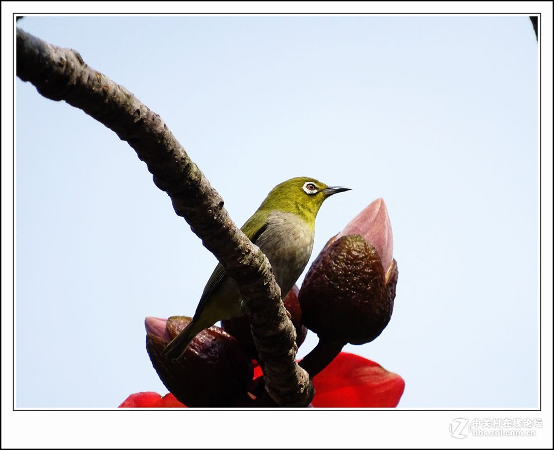 hx400    木棉花+小绣眼