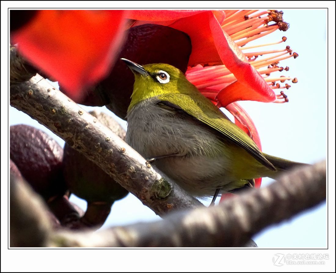 hx400    木棉花+小绣眼