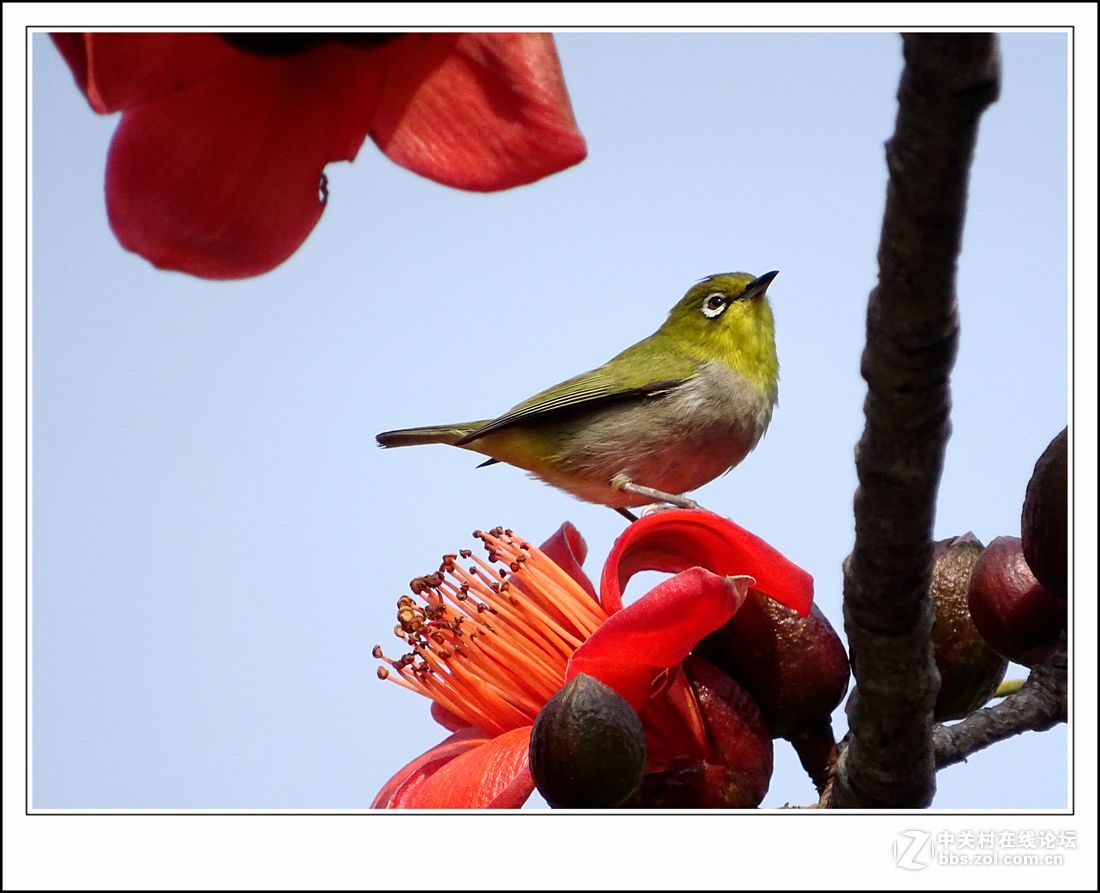 hx400    木棉花+小绣眼