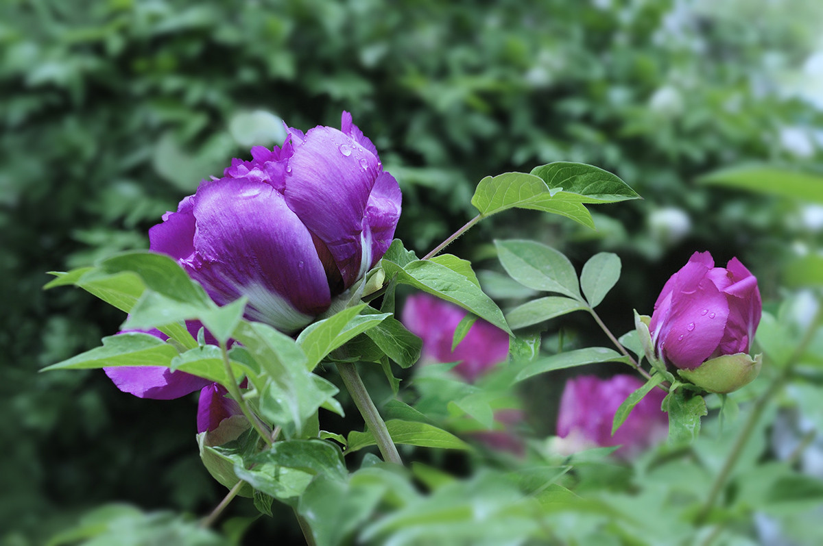 红艳露凝香牡丹二