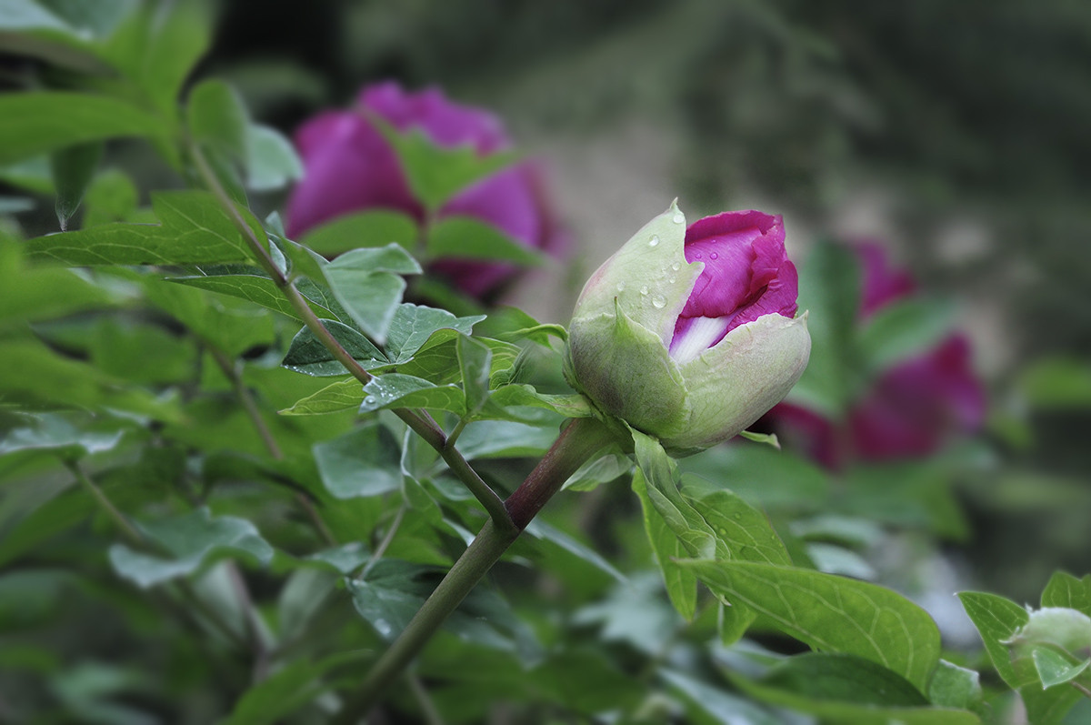 红艳露凝香牡丹二