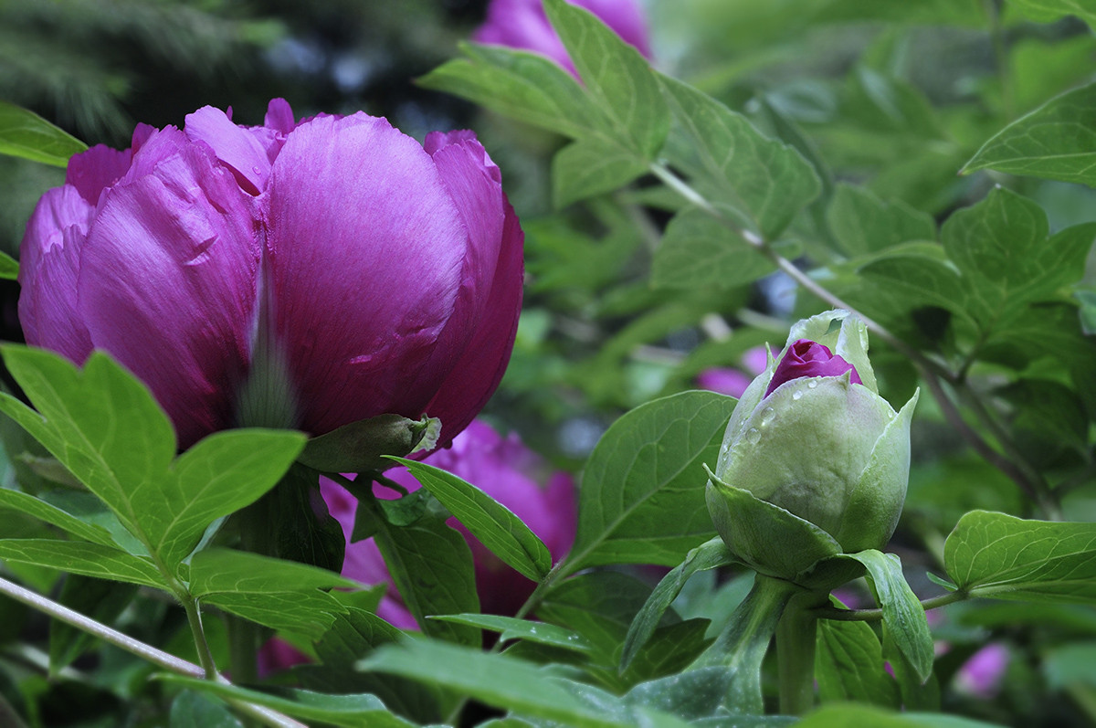 红艳露凝香牡丹二