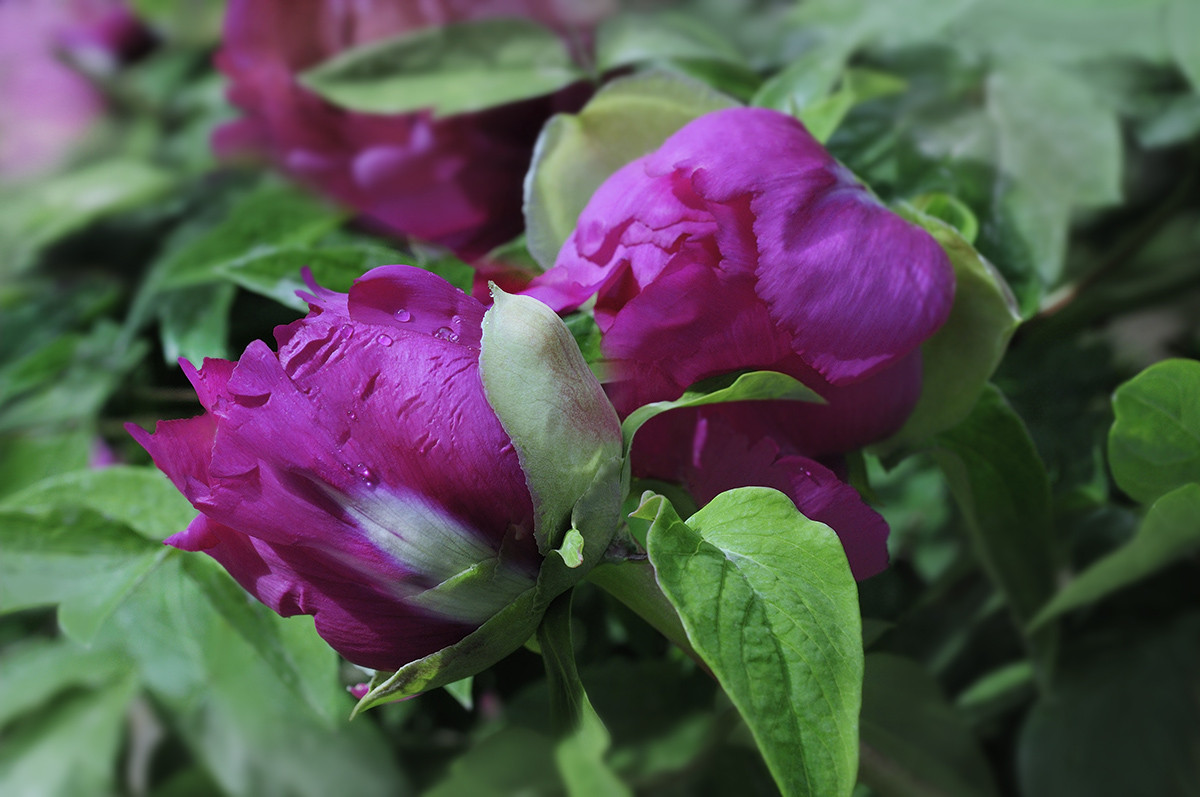 红艳露凝香牡丹二