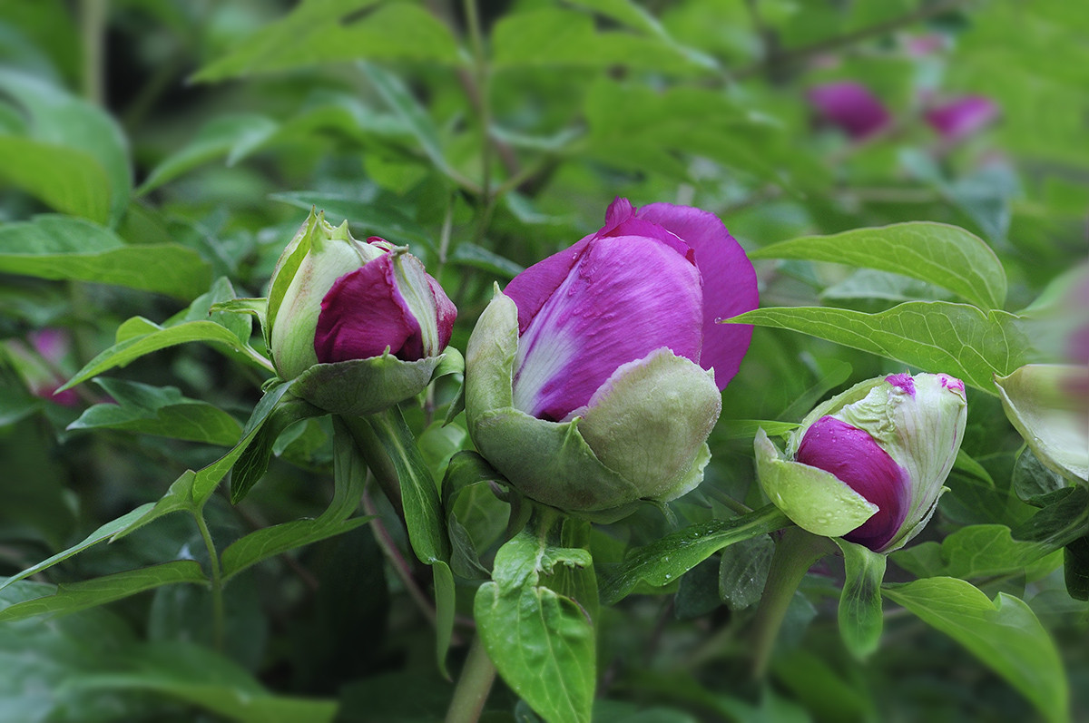 红艳露凝香牡丹二