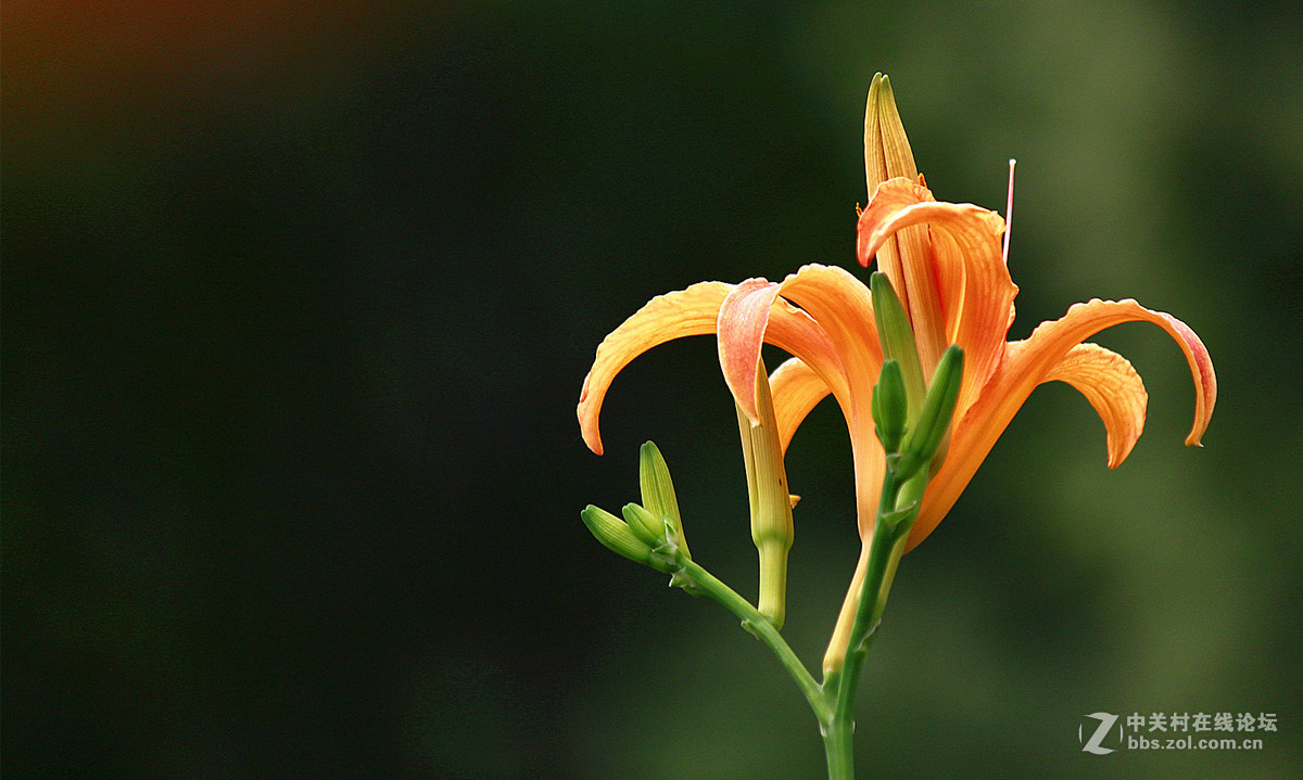 发帖助兴【大花萱草】祝贵坛红火兴旺