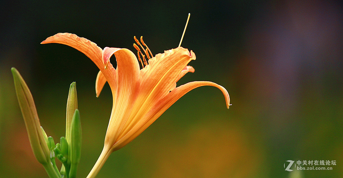 发帖助兴【大花萱草】祝贵坛红火兴旺