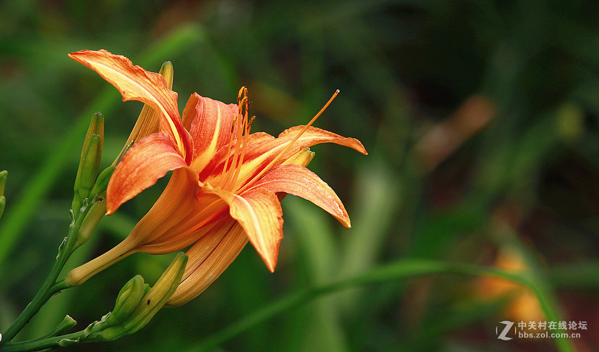 发帖助兴【大花萱草】祝贵坛红火兴旺