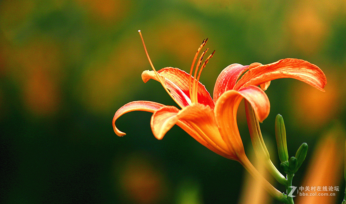 发帖助兴【大花萱草】祝贵坛红火兴旺