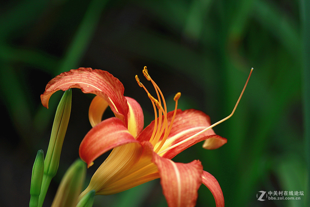 发帖助兴【大花萱草】祝贵坛红火兴旺