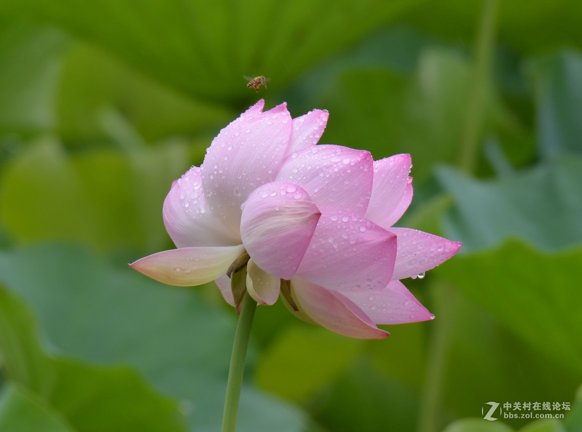 雨   后   荷   塘