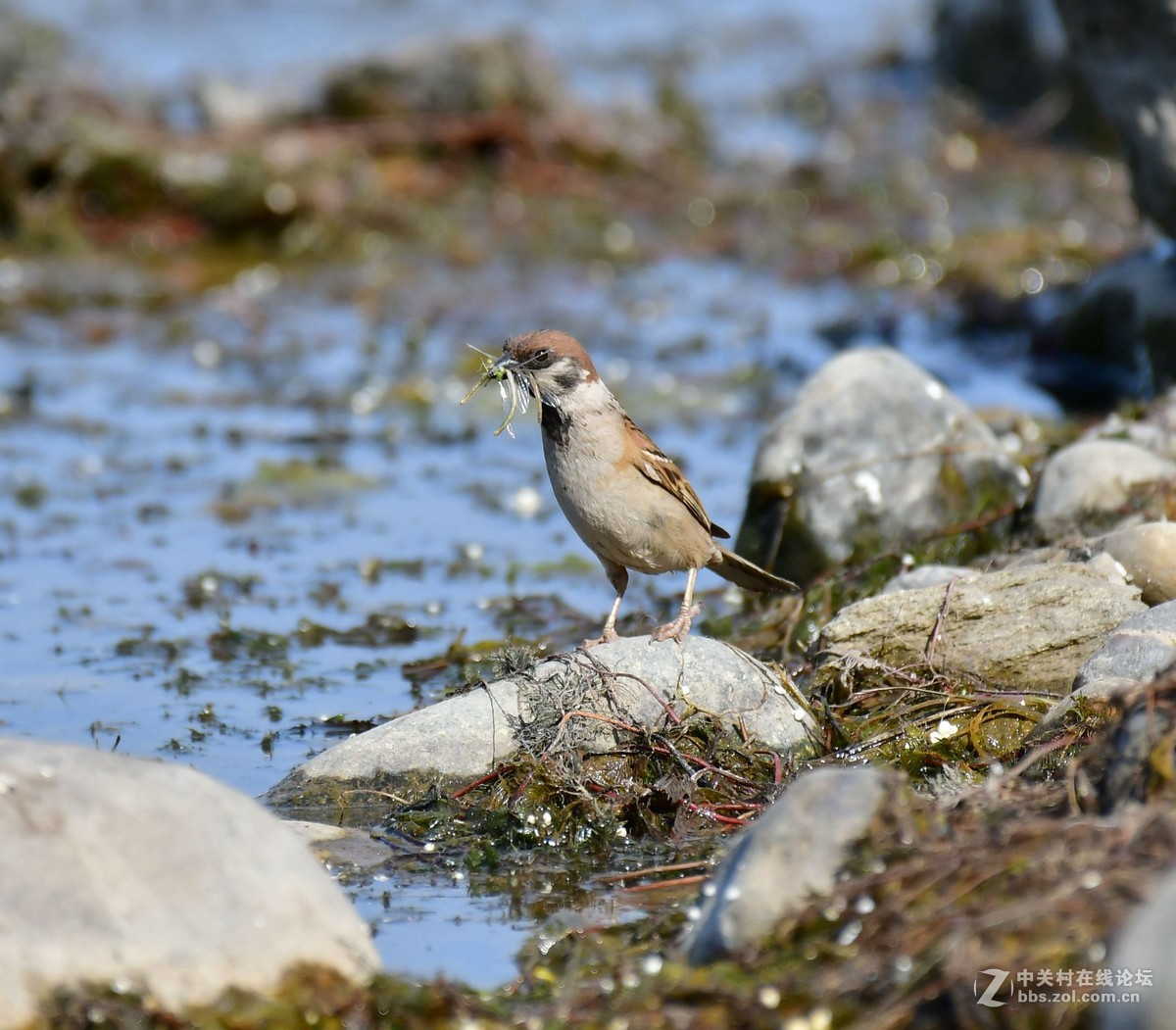 原来麻雀这样蚕食豆娘