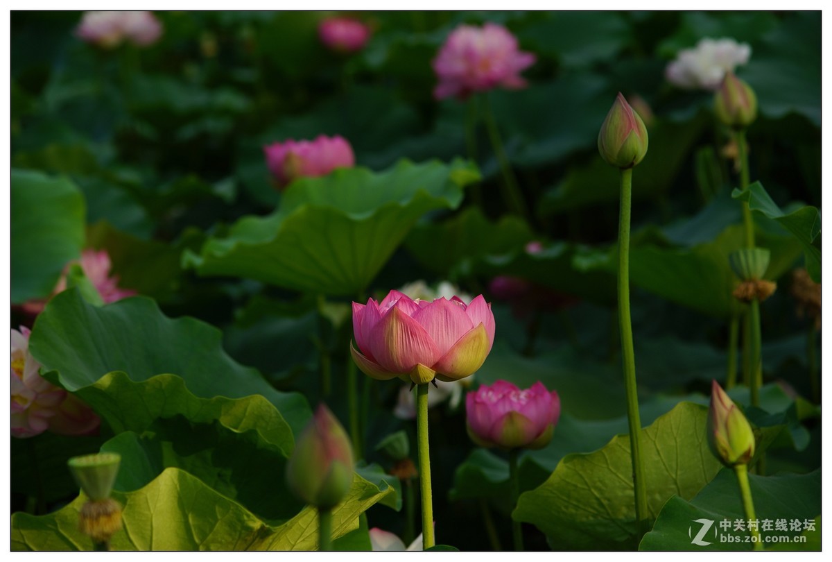 夏季荷花3