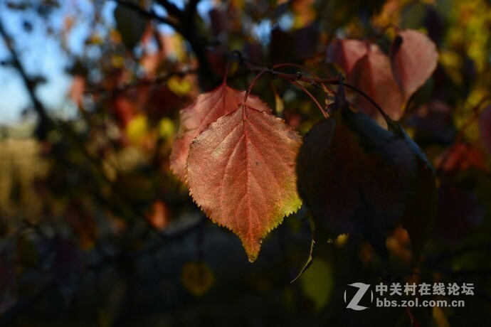 milvus35/1.4出来这么长时间了怎么就没人上片呢？