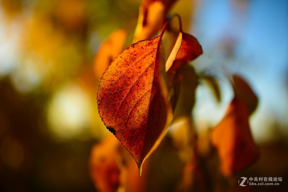 milvus35/1.4出来这么长时间了怎么就没人上片呢？