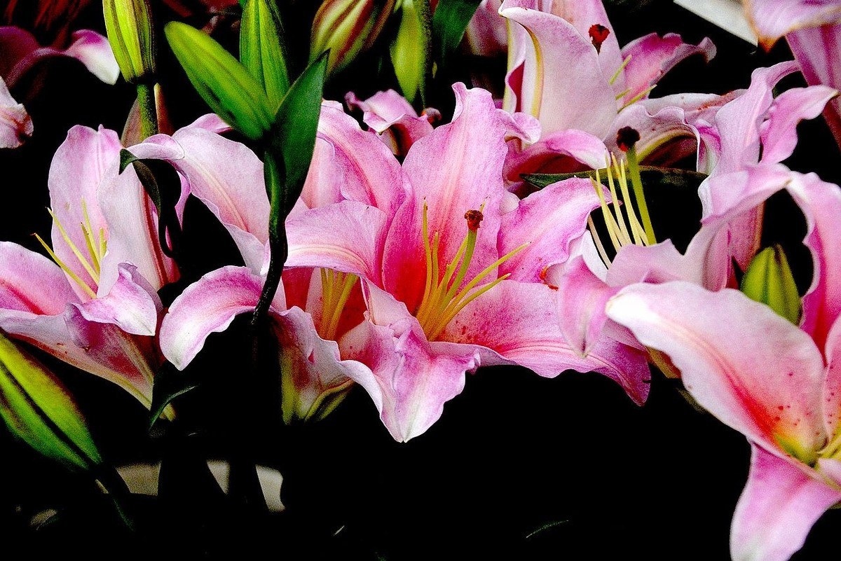 180604粉百合花