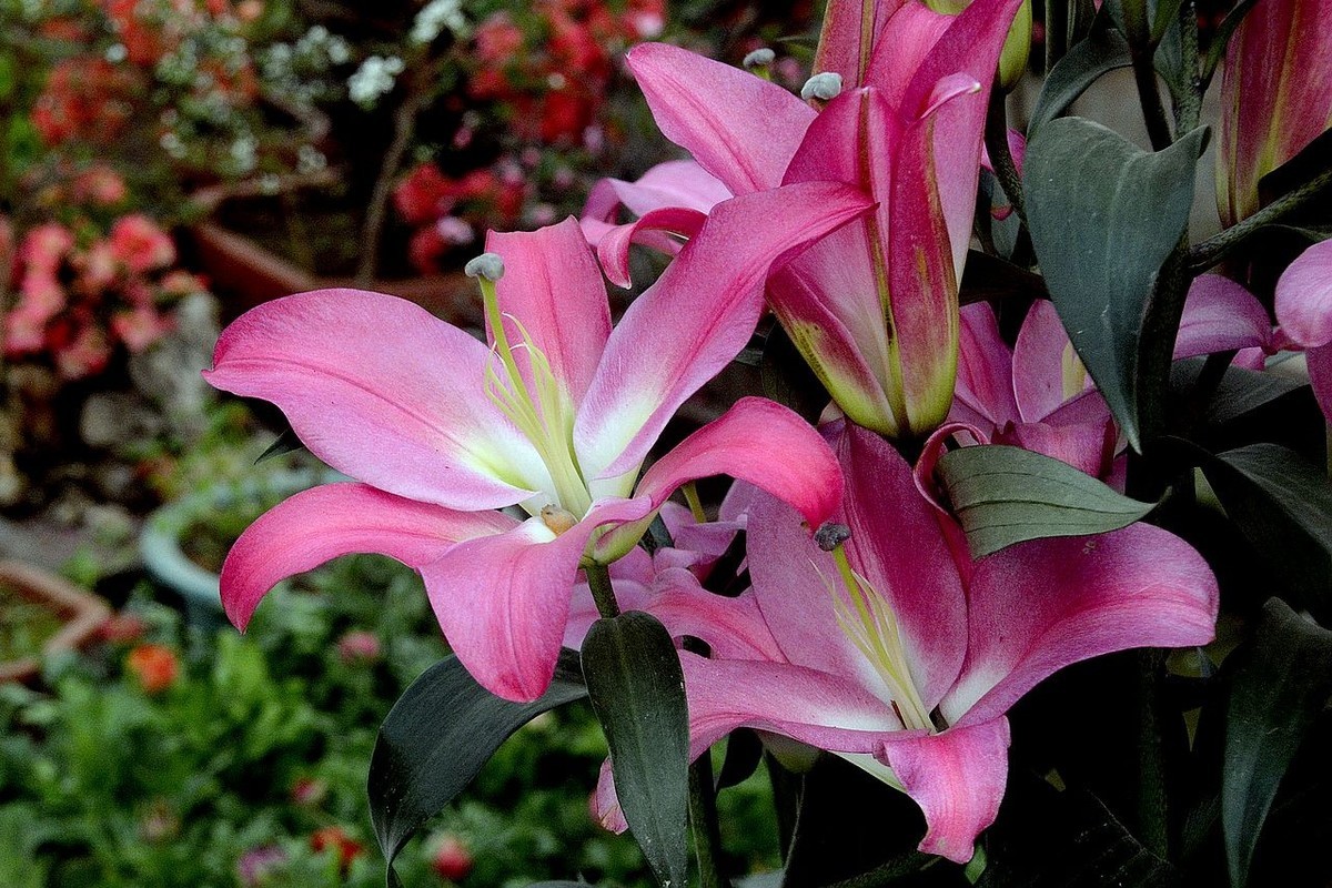 180604粉百合花