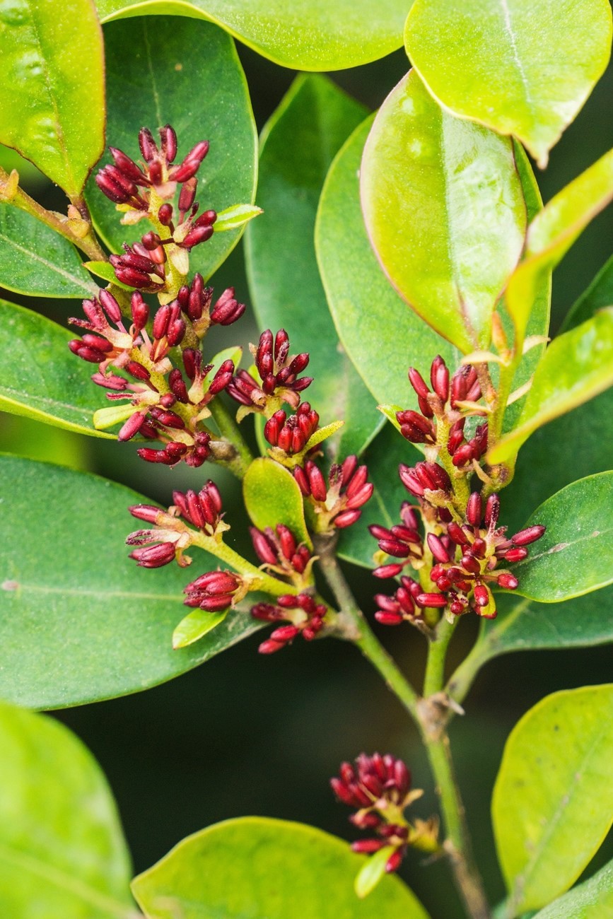 给您推荐一种少见的花蚊母树花绿化树种