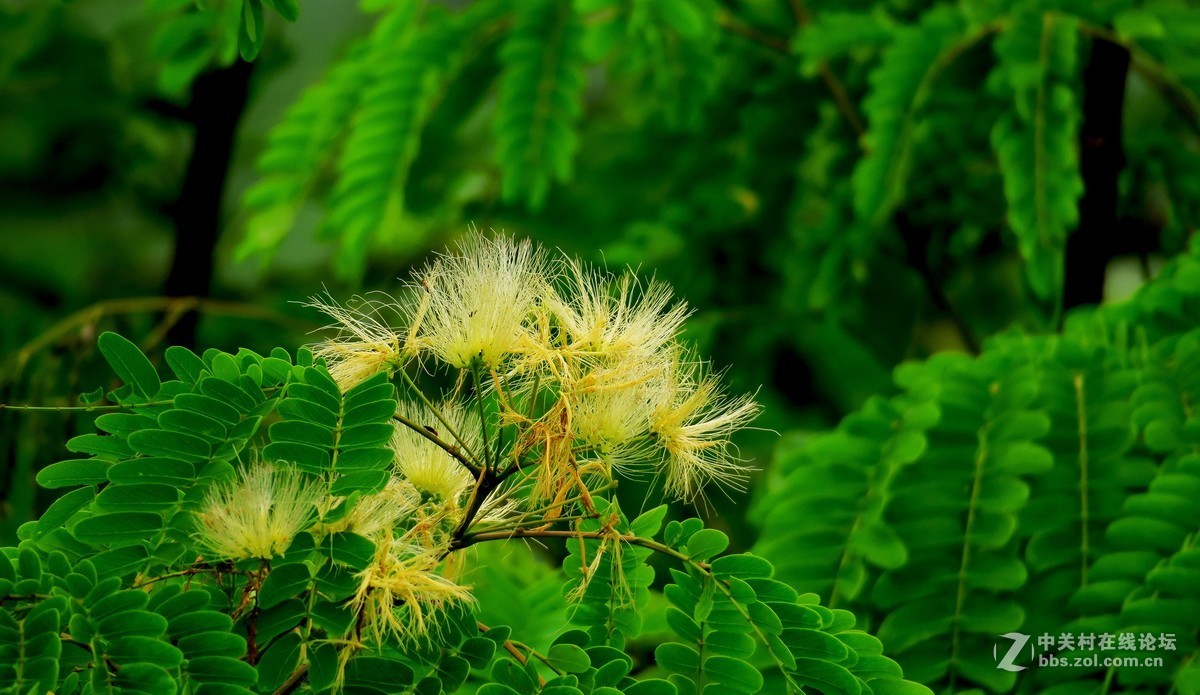 黔江芭拉胡图片