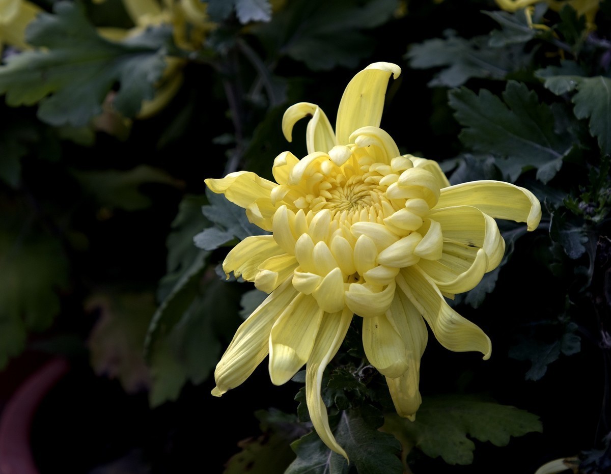 秋菊