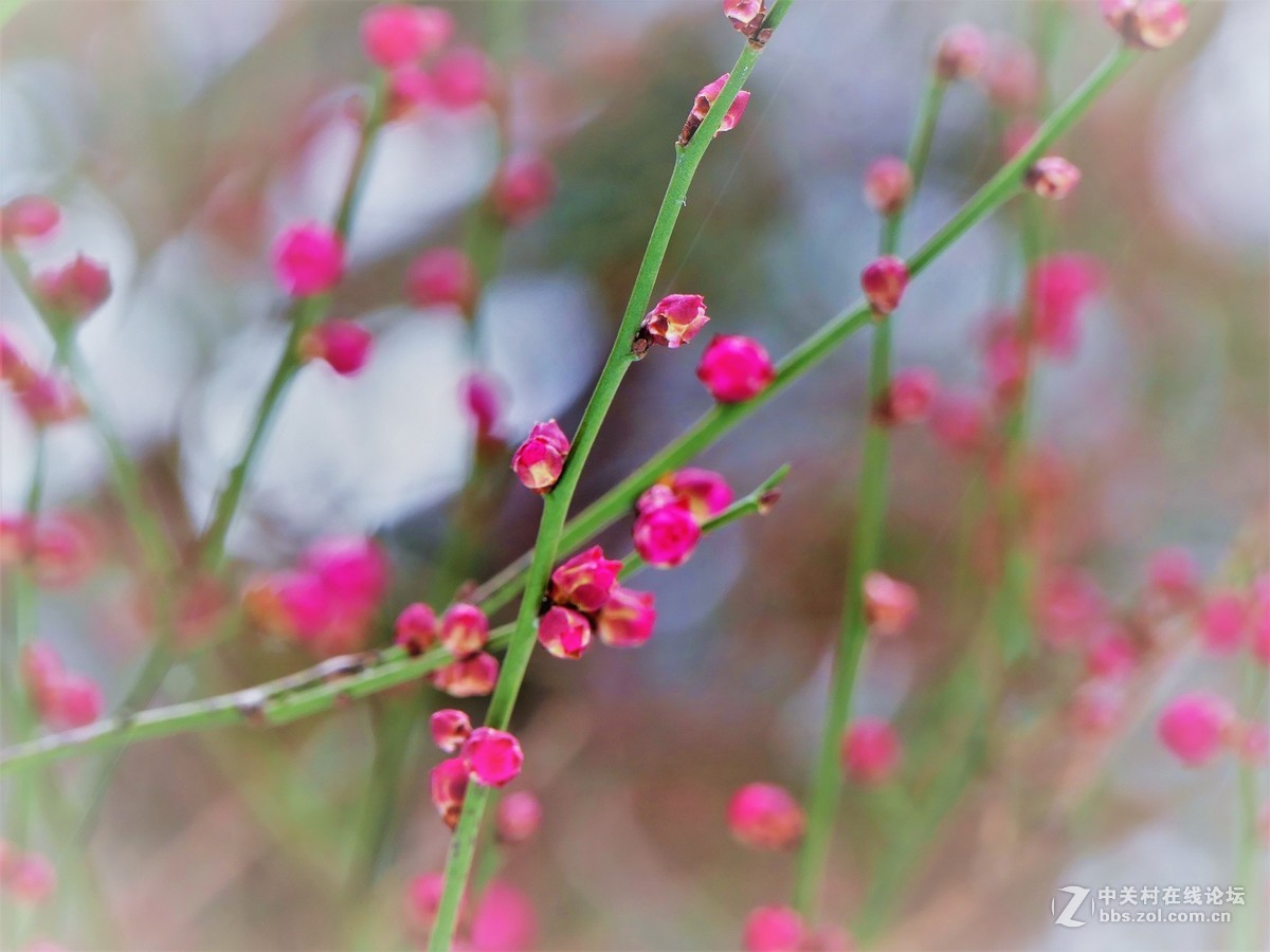 待听新雷第一声