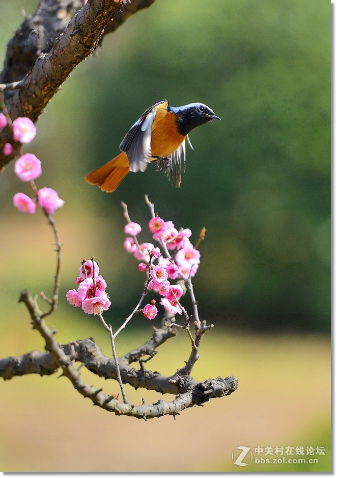 小北红闹梅枝  请假帖