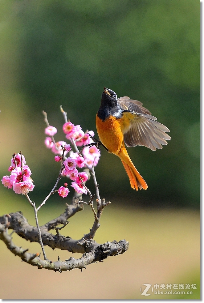 小北红闹梅枝  请假帖