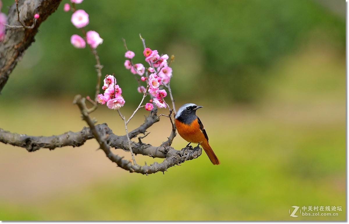 小北红闹梅枝  请假帖