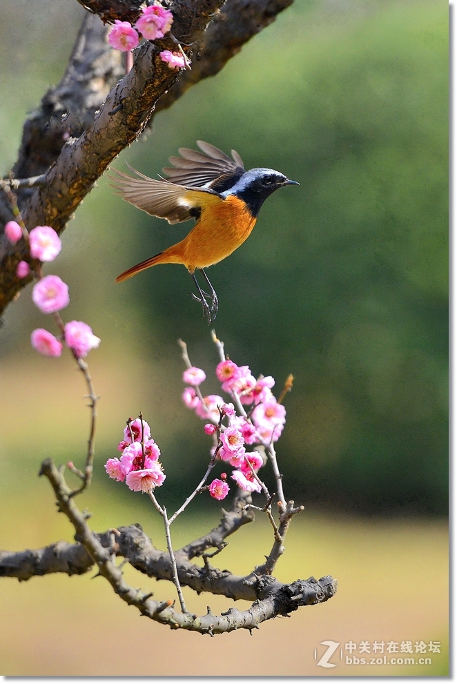 小北红闹梅枝  请假帖