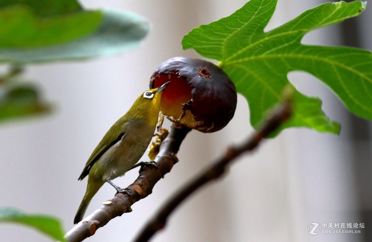 吃无花果的绣眼二