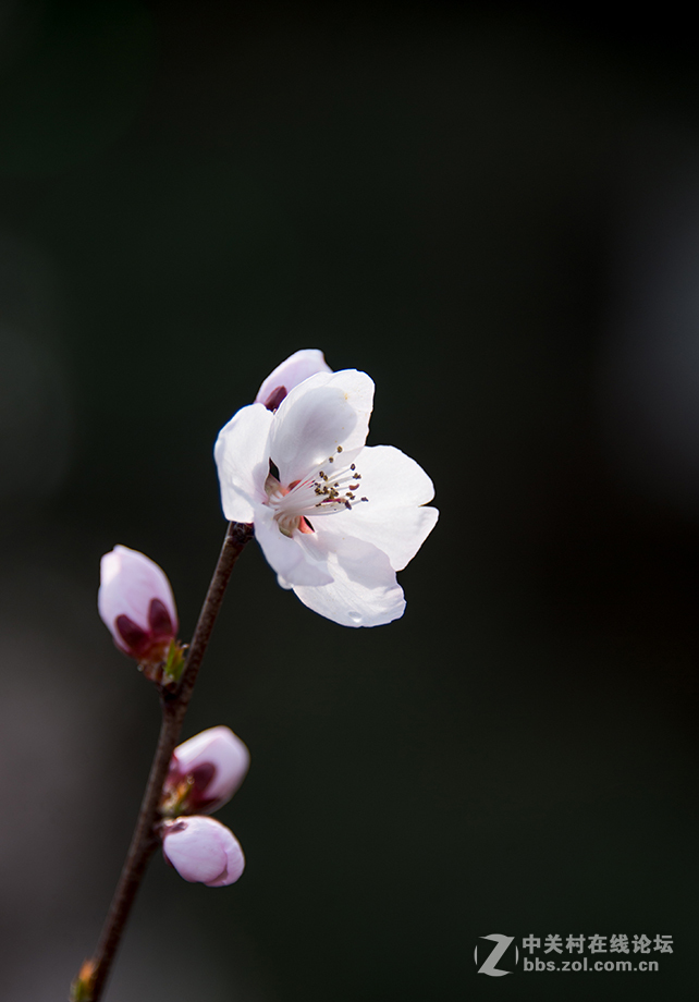 阳春二月桃花香，明媚谁人不驻观。