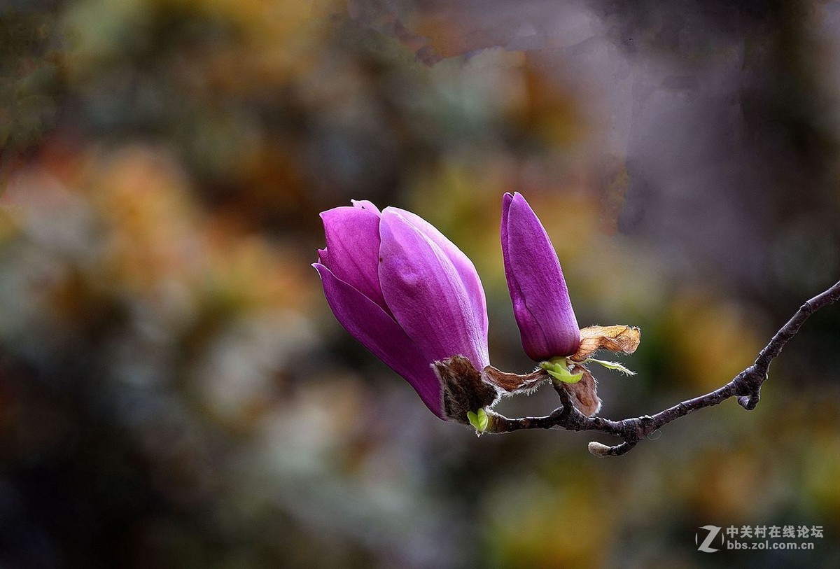 一组紫色玉兰花敬请师友点拨