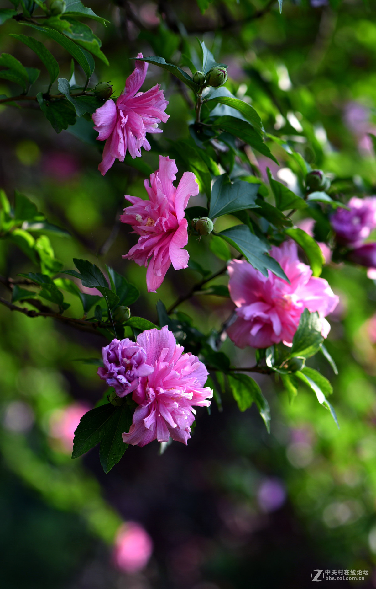 木槿花开了 !-中关村在线摄影论坛