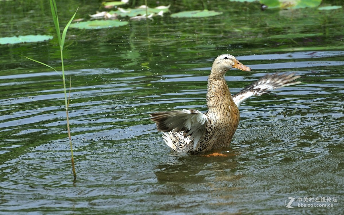 【视觉光影】荷塘鸭趣