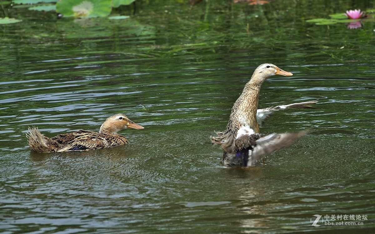 【视觉光影】荷塘鸭趣