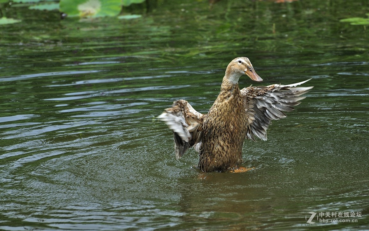 【视觉光影】荷塘鸭趣