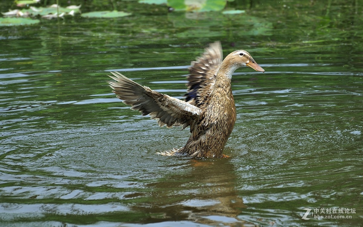 【视觉光影】荷塘鸭趣