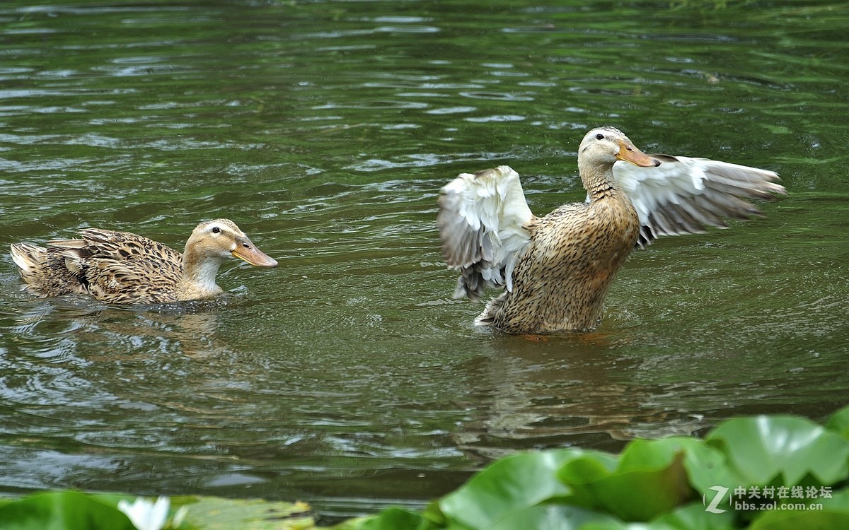 【视觉光影】荷塘鸭趣